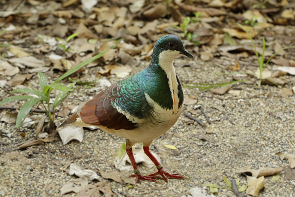 Singapore’s Jurong Bird Park sets up conservation programme for endangered dove species