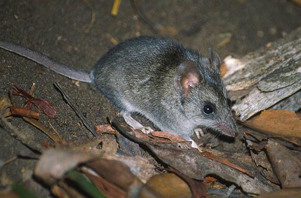 Bushfire affected wildlife and plants to receive $150 million funding boost 