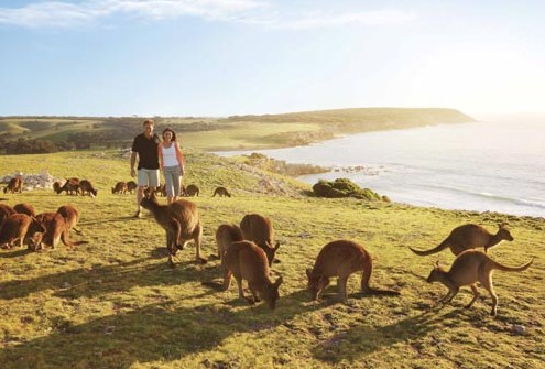 SATC exposed for paying celebrities to tweet about Kangaroo Island