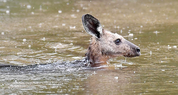 Second catastrophic flood event in weeks impacts Australian wildlife sanctuaries