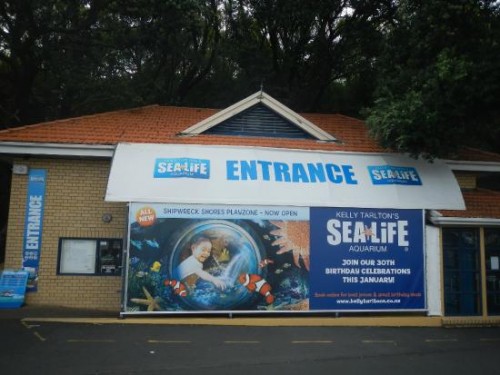 28 Years of Conservation Success at Kelly Tarlton’s Sea Life Aquarium