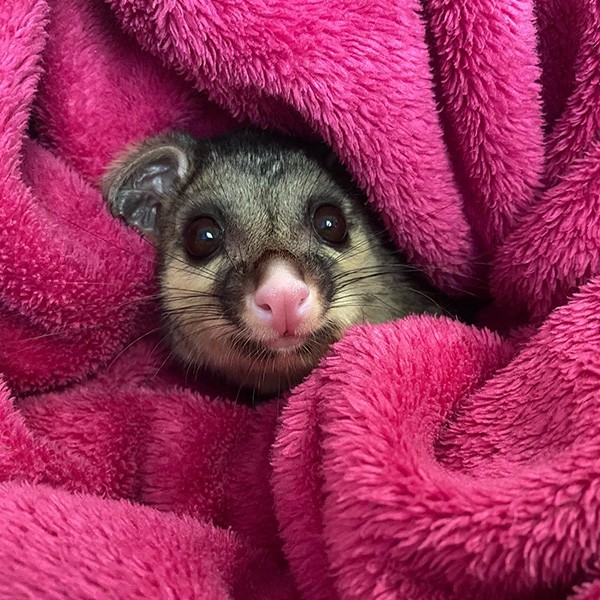 Queensland wildlife carers and organisations to share in more than $530,000