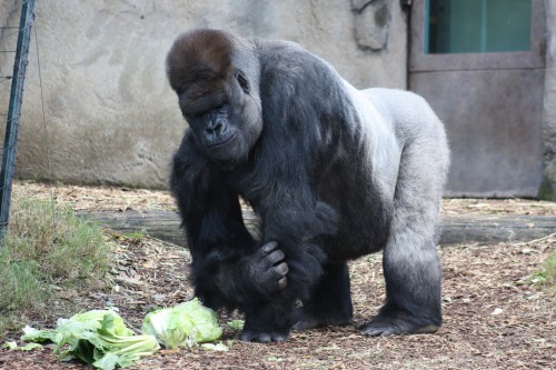 Taronga Zoo gorilla Kibabu heads to its retirement