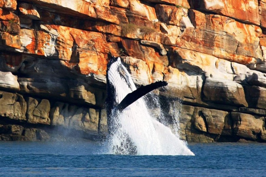 New marine park to protect Kimberley coast