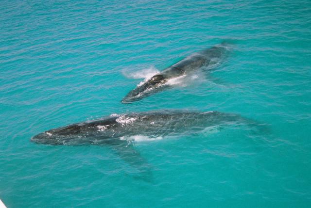 AMCS fears for wildlife after Federal Government agrees to oil and gas exploration in marine parks
