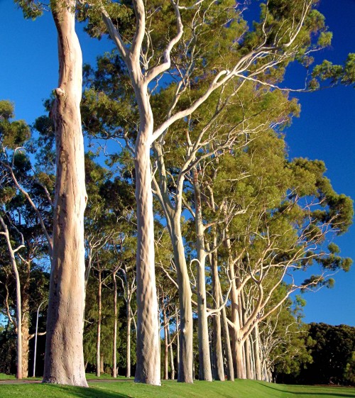 Kings Park becomes home to 40,000 new native trees