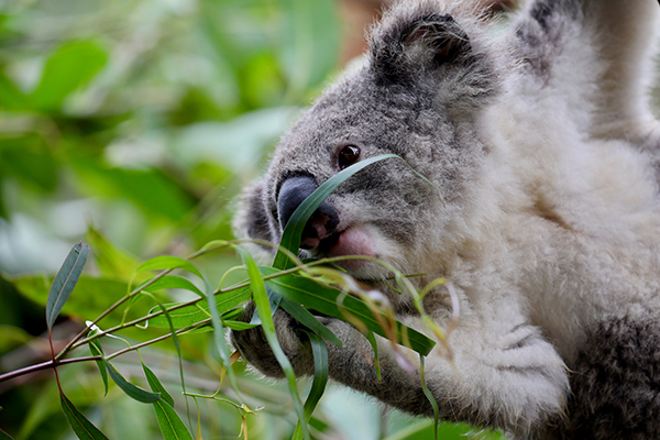 Conservation organisations delivered shocking news that no koalas found in prime habitat