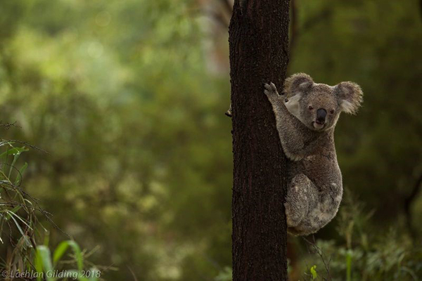 Aussie Ark secures wild protected sanctuary for koalas