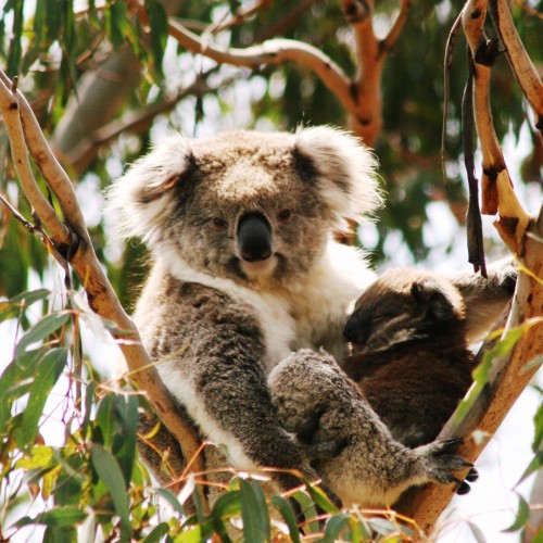 UNSW Law academic shares the implications of new environmental laws for koala survival