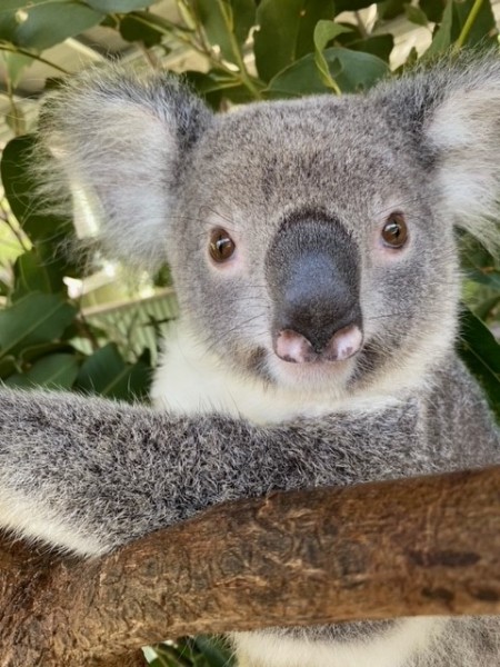 Australian Koala Foundation issues warning to new Federal Environment Minister Tanya Plibersek