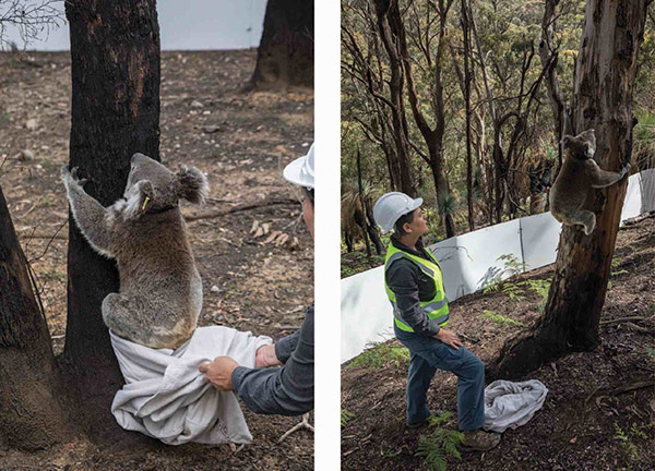 Blue Mountains Koala rescue program to benefit from WIRES and Landcare funding