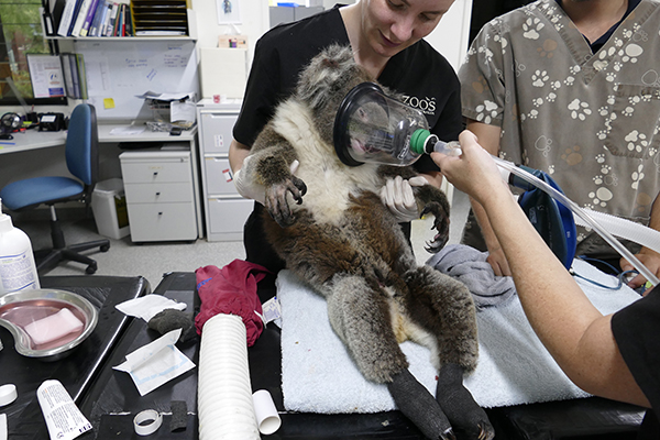 Environmental and wildlife organisations meet to steer recovery process following bushfires