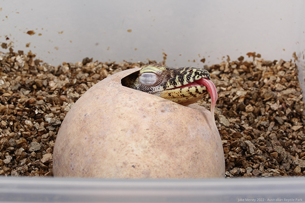 Australian Reptile Park becomes first zoo in Australia to successfully breed and hatch Komodo dragons