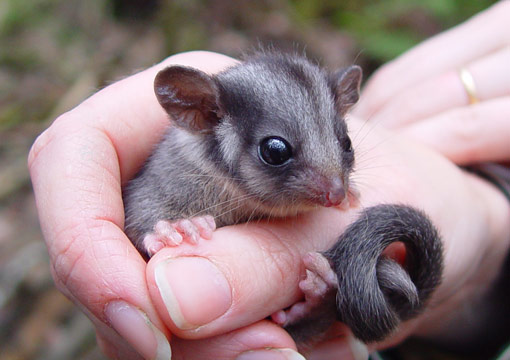 Governments move to save Victoria’s Leadbeater’s possum from extinction