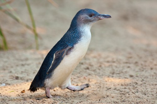 Stolen Sea World fairy penguin recovered