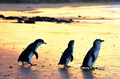 Tasmanian Government acts to protect little penguins from dog attacks