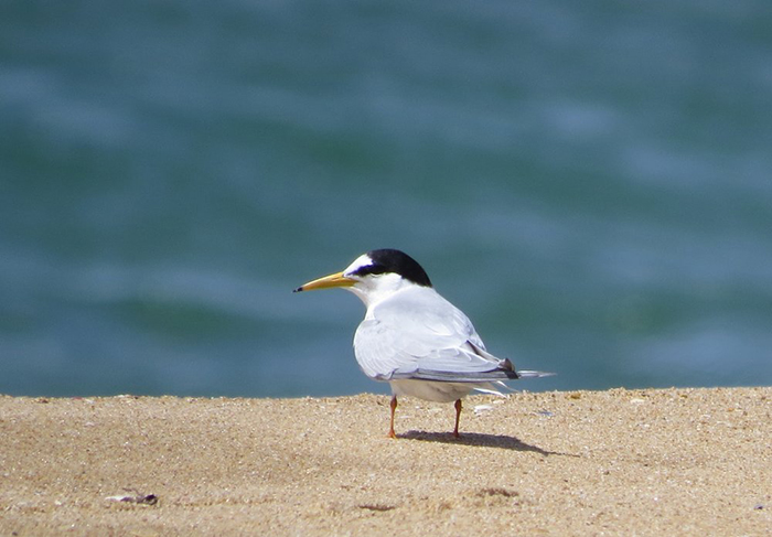 NSW National Parks rangers highlight the need for care around wild bird nesting sites