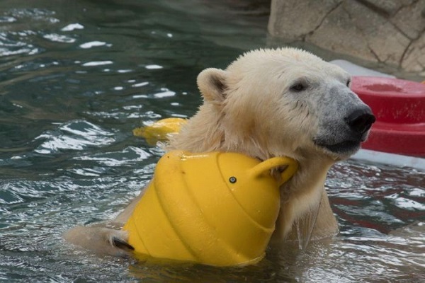 Sea World polar bear Liya dies aged 19