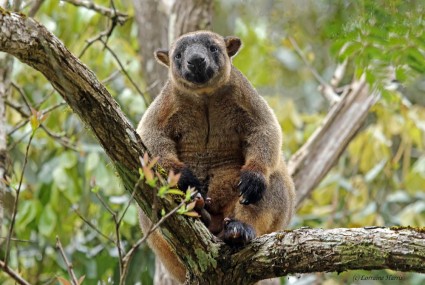 Dreamworld’s wildlife breeding program announces tree kangaroo birth