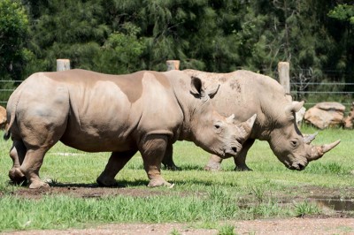 Mogo Zoo prepares its reveal of southern white rhinos