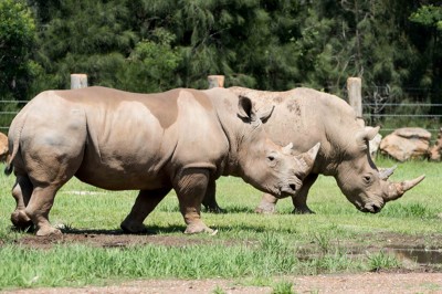 Rhinoceros gores keeper at NSW zoo