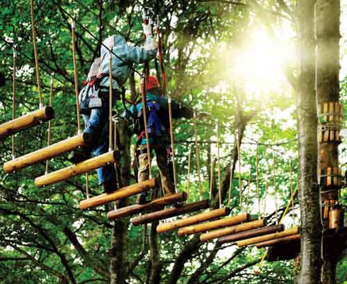 Magic Mountain to launch tree top adventure