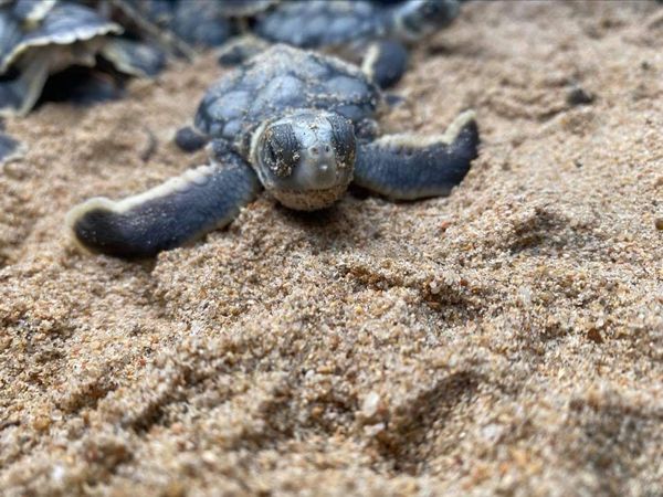 Street lighting changed on Magnetic Island to help turtle hatchlings safely reach the ocean