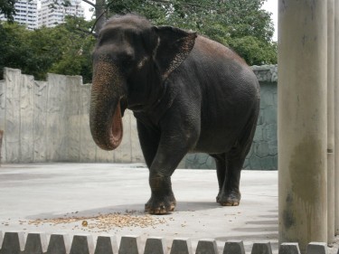 Campaign to move Manila Zoo elephant to Thai sanctuary