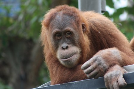 Melbourne Zoo highlights plight of orangutans with call for palm oil labelling