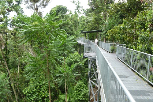 Attraction in the Treetops