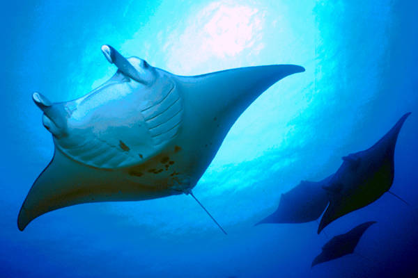 Rays to boost nature-based tourism in Indonesia