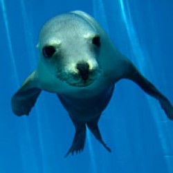 Former Napier Marineland seal dies