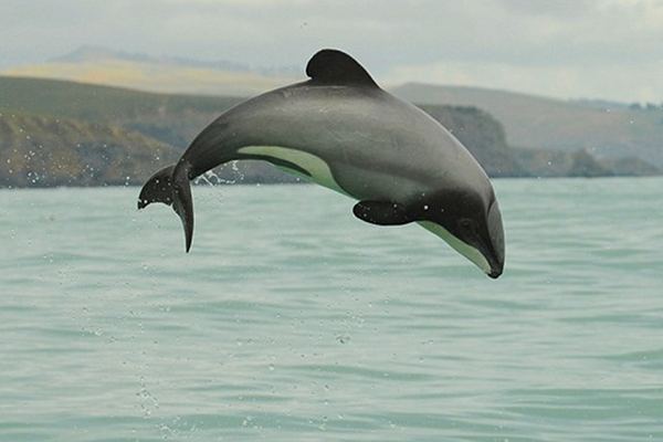 New report estimates cost of saving Maui dolphins