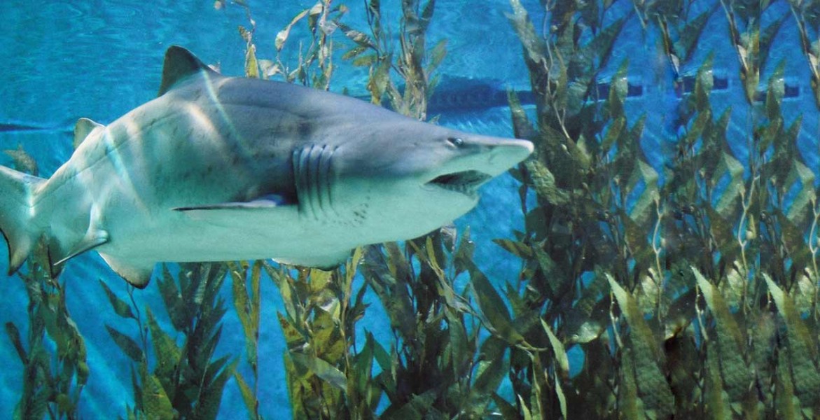 Aquarium investment to benefit Melbourne tourism