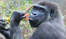 Baby gorilla due at Melbourne Zoo