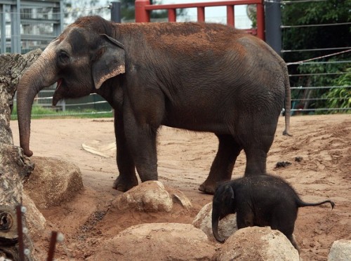 Melbourne Zoo celebrates birth of elephant days after death of Sanook