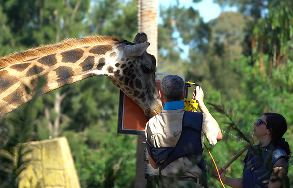 Melbourne Zoo innovation leads to giraffe medical breakthrough