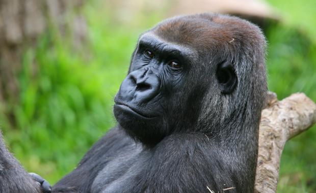 Melbourne Zoo gorilla dies after attack by young male