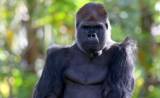 Melbourne Zoo gorilla dies of heart attack