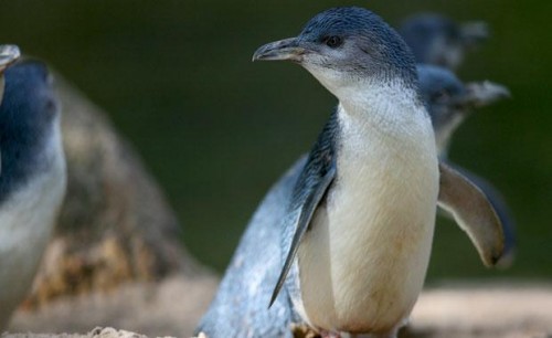Fox massacres Melbourne Zoo penguins