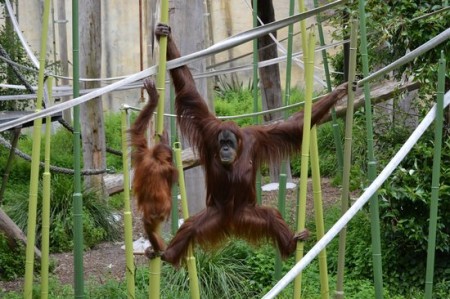 Melbourne Zoo rejects palm oil executive’s claim of orangutan distress