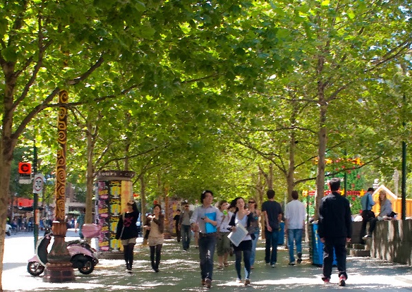 City of Melbourne to progressively replace popular Plane Trees