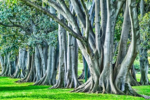 Central Melbourne’s trees need to adapt to climate change