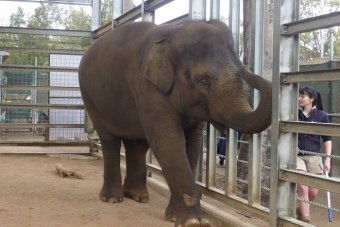 Melbourne Zoo’s baby elephant stands after leg casts removed