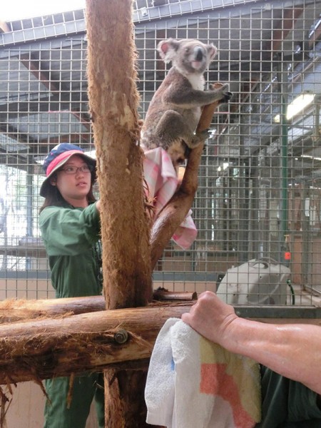 Moggill Koala Rehabilitation Centre reopens following major upgrades