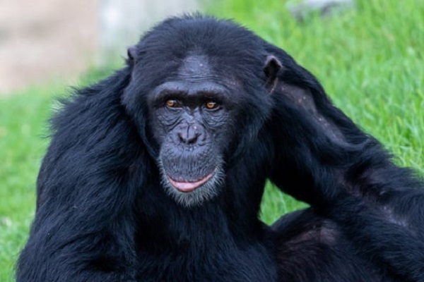 Chimpanzee found dead at Sydney Zoo