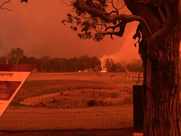 Heroic effort by zookeepers saves Mogo Wildlife Park from devastating bushfires