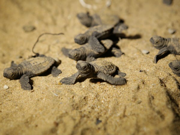 High demand anticipated for tickets to view Mon Repos turtle nesting season