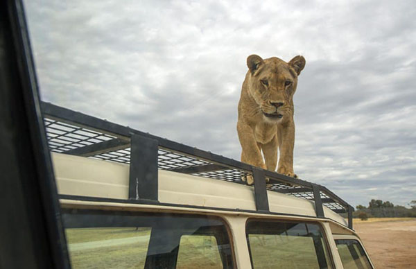 Monarto Safari Park reopens after 14-week COVID closure