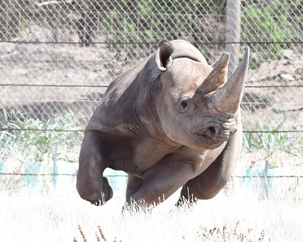 Black Rhinoceros trials new expanded space at Monarto Safari Park